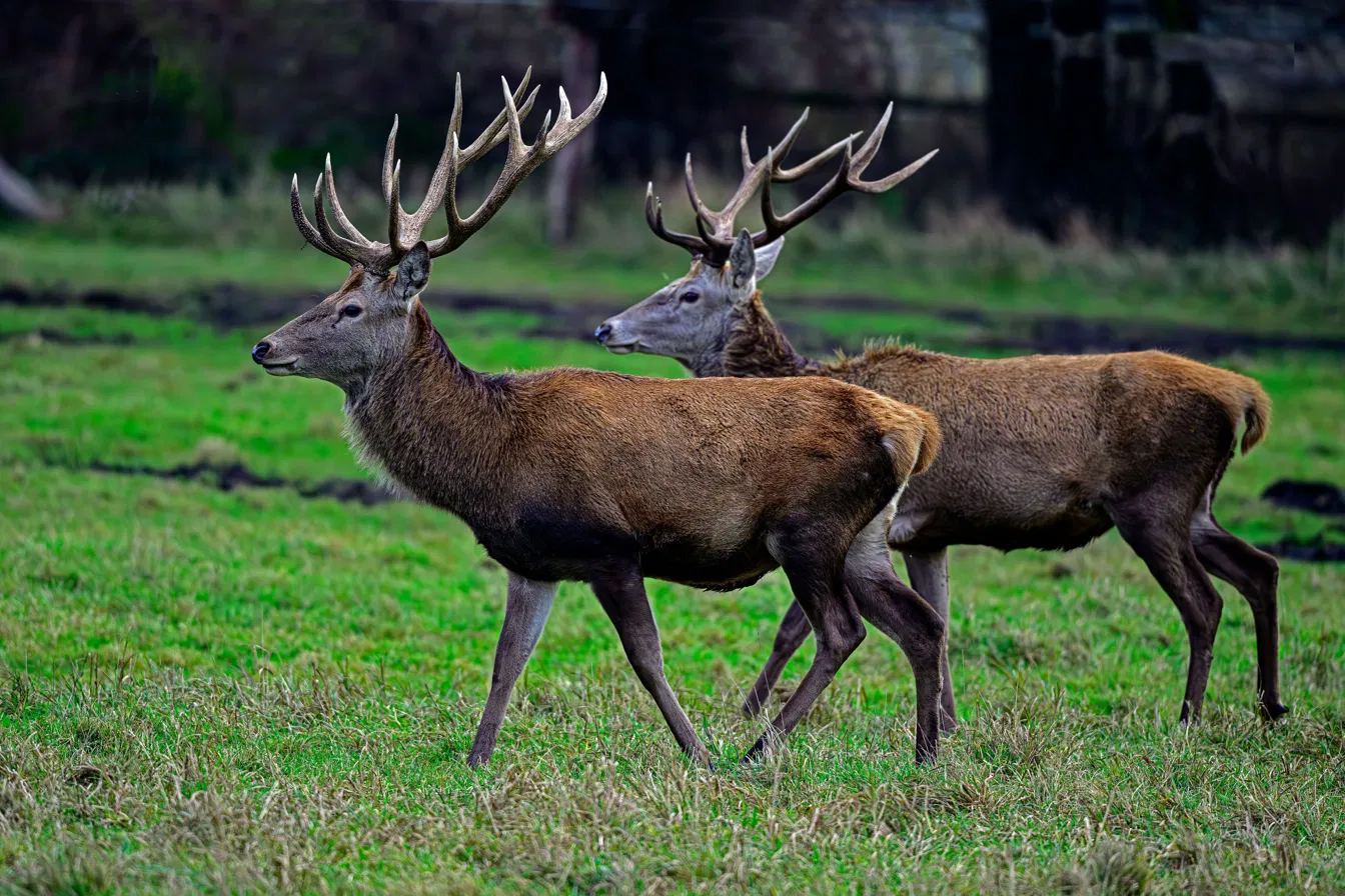 Two red stags with heavy antlers walking together through a grass field